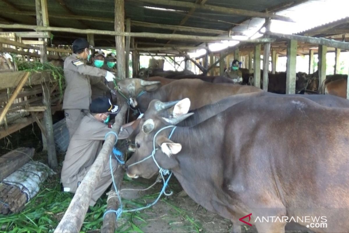 Karantina Tanjungpinang waspadai Brucellosis pada hewan kurban