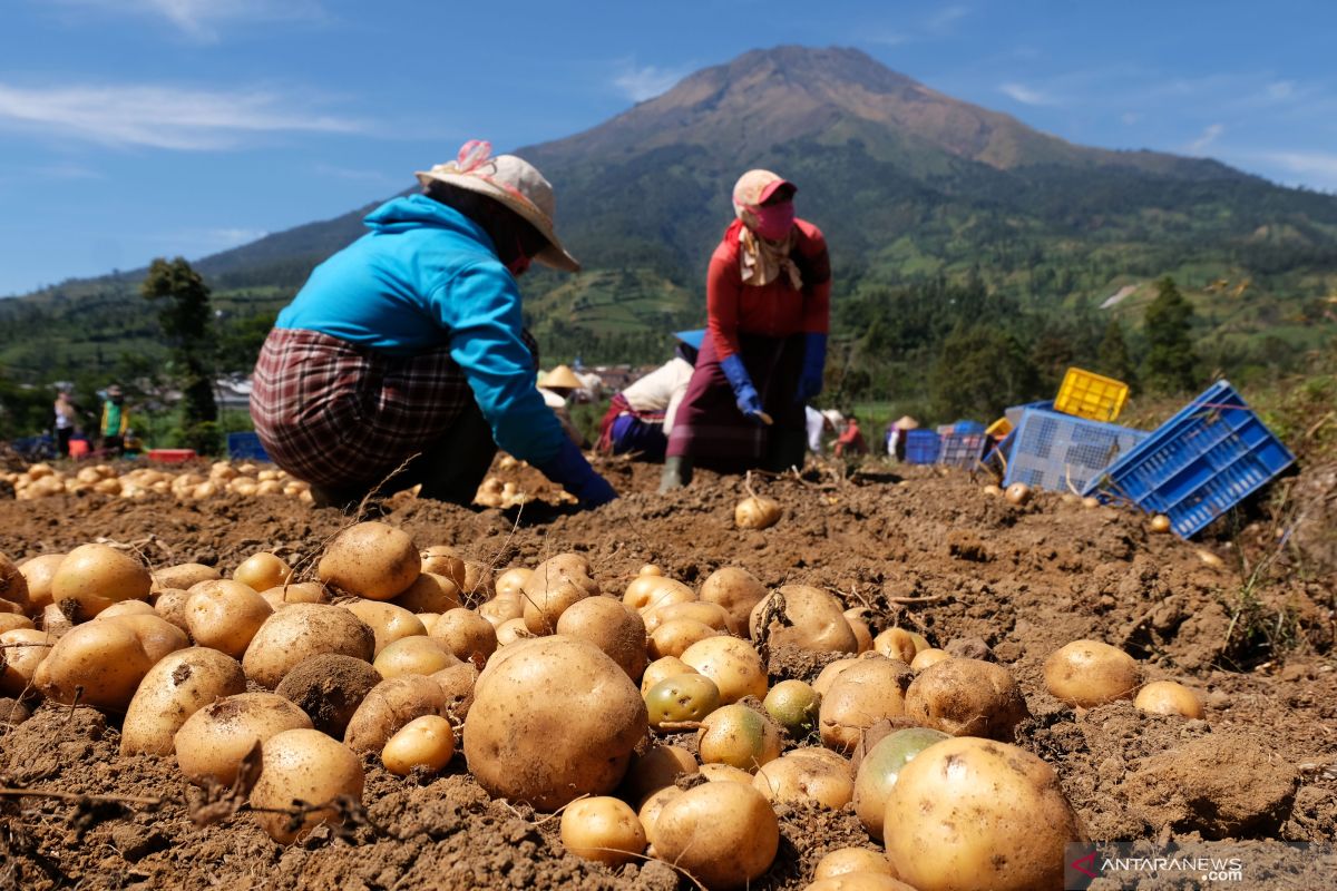 Antisipasi cadangan pangan, Bupati Temanggung imbau petani perbanyak tanaman pangan