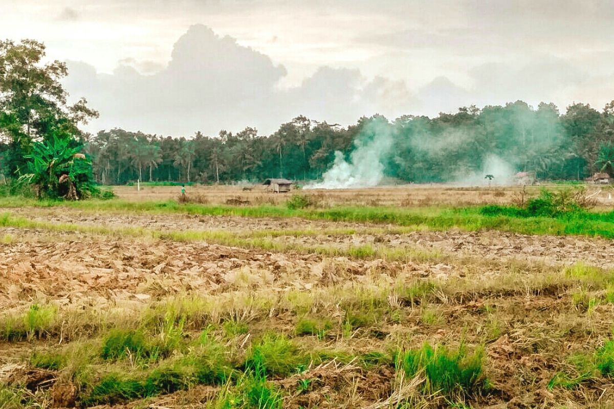 Memasuki masa tanam harga gabah di Lampung Timur naik