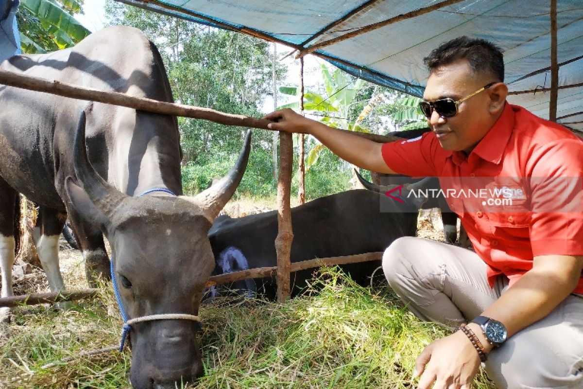 Dinas Pertanian Kotim mulai periksa kesehatan hewan kurban