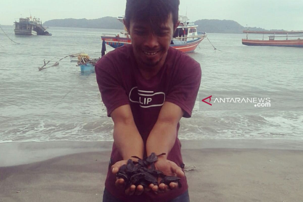 Minahasa Tenggara perlu tempat penangkaran Penyu