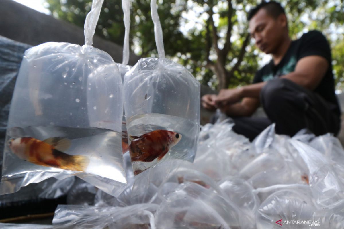 Permintaan anjlok, ikan cupang pun akhirnya dijual secara online