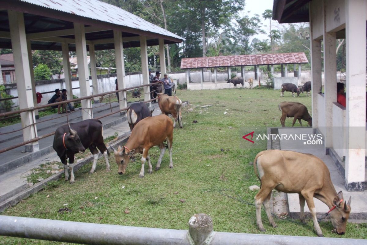 Penjualan hewan kurban di Rejang Lebong turun