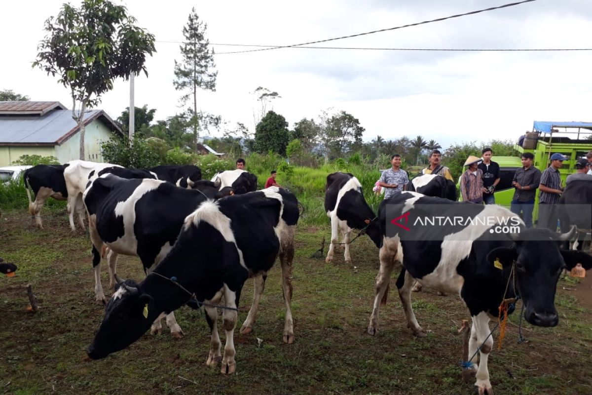 Produksi susu sapi di Rejang Lebong turun drastis