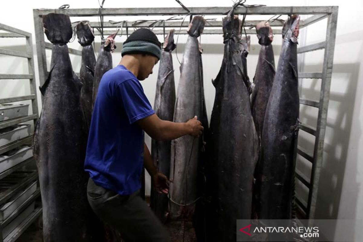 Produksi ikan nasional