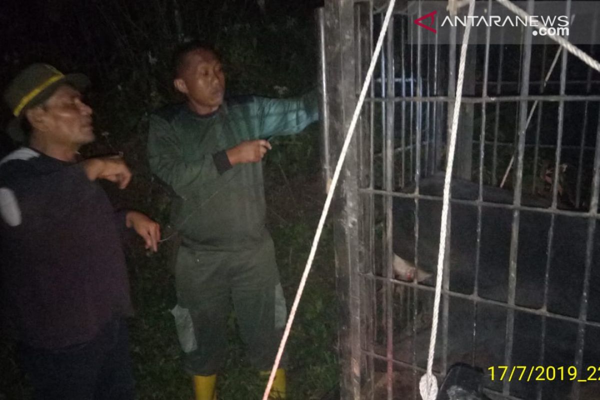 Beruang madu yang terjerat di kebun warga Talamau Pasaman Barat dievakuasi