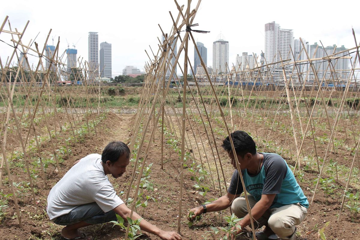 Akhir tahun, Indonesia kirim petani kota ke Tokyo