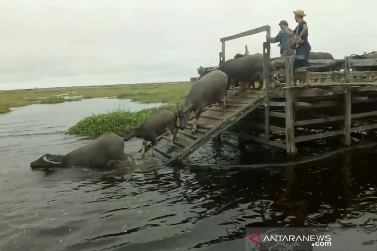 Peternak menunggu destinasi wisata susur rawa