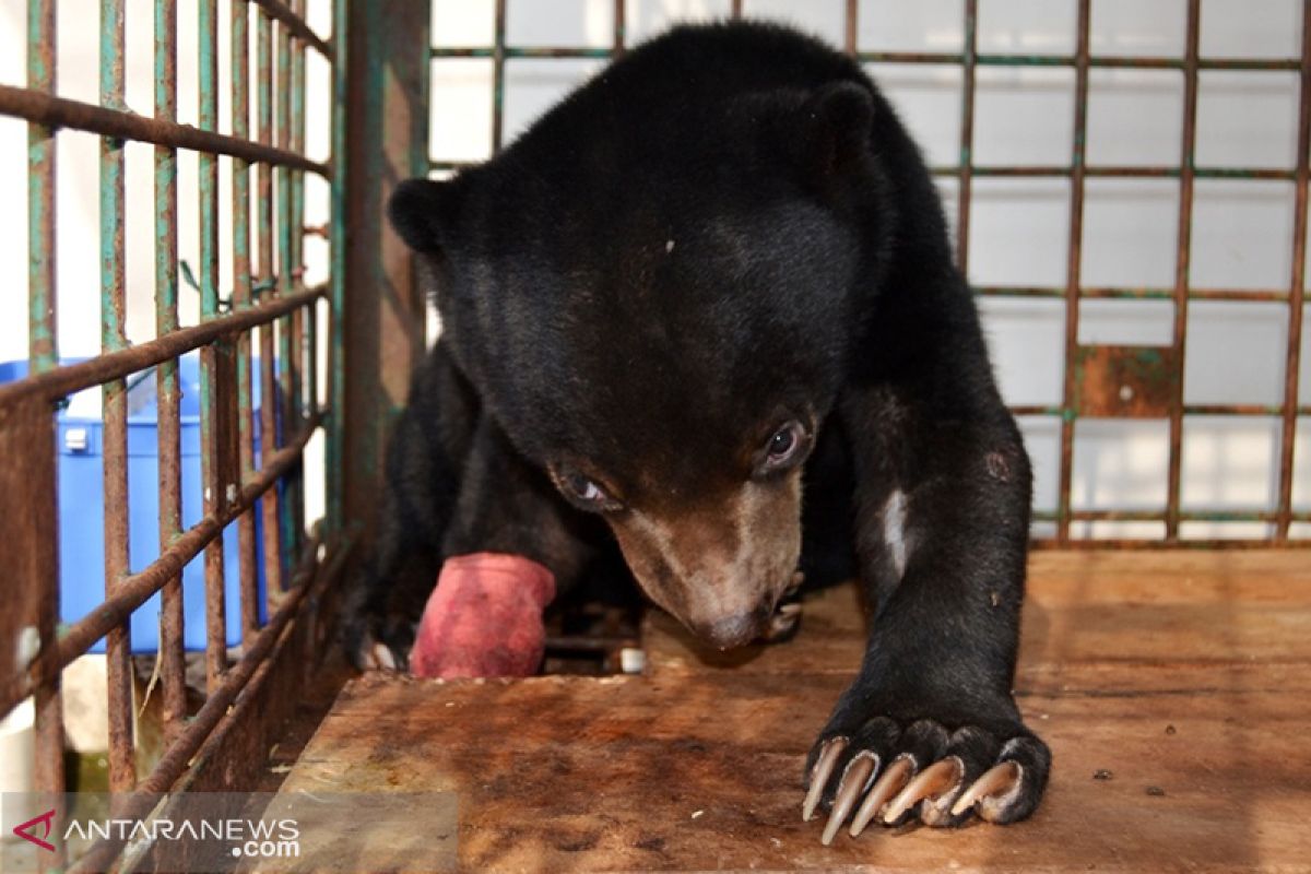 Terjerat tali nilon, kaki anak beruang diamputasi