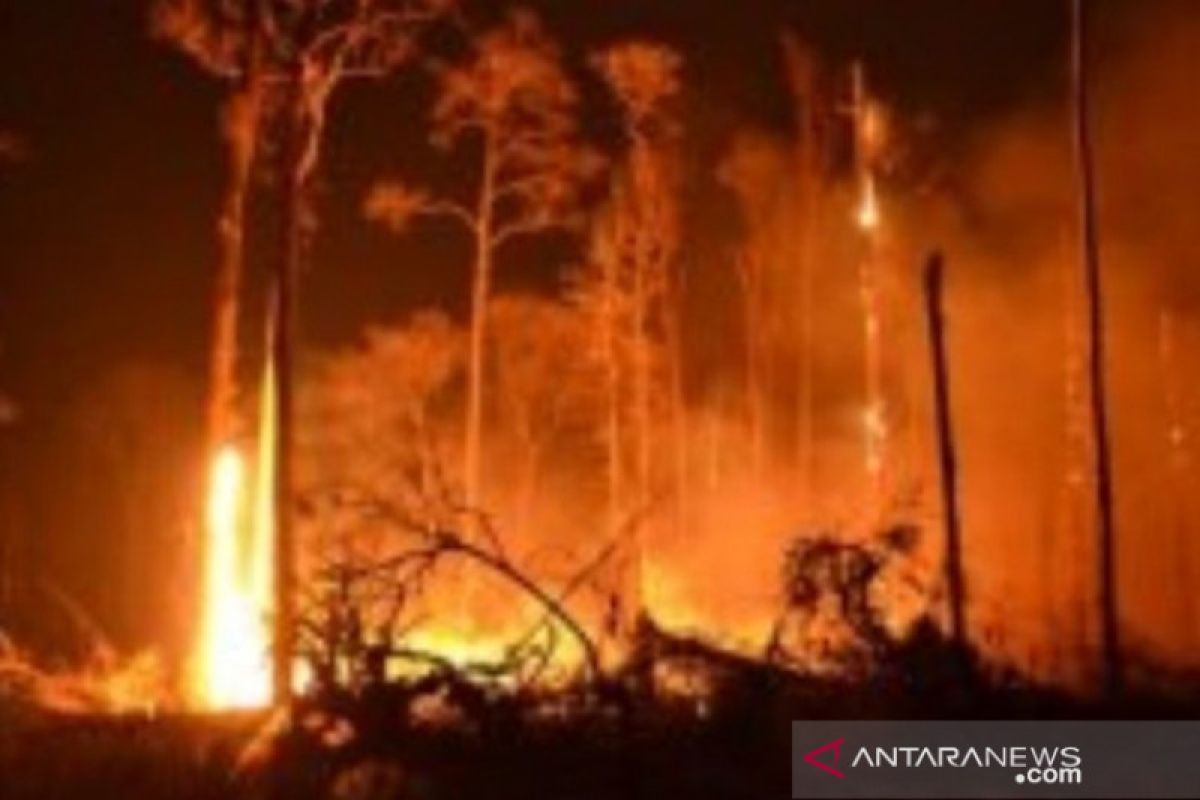 12,55 hektare hutan di Bangka Belitung terbakar