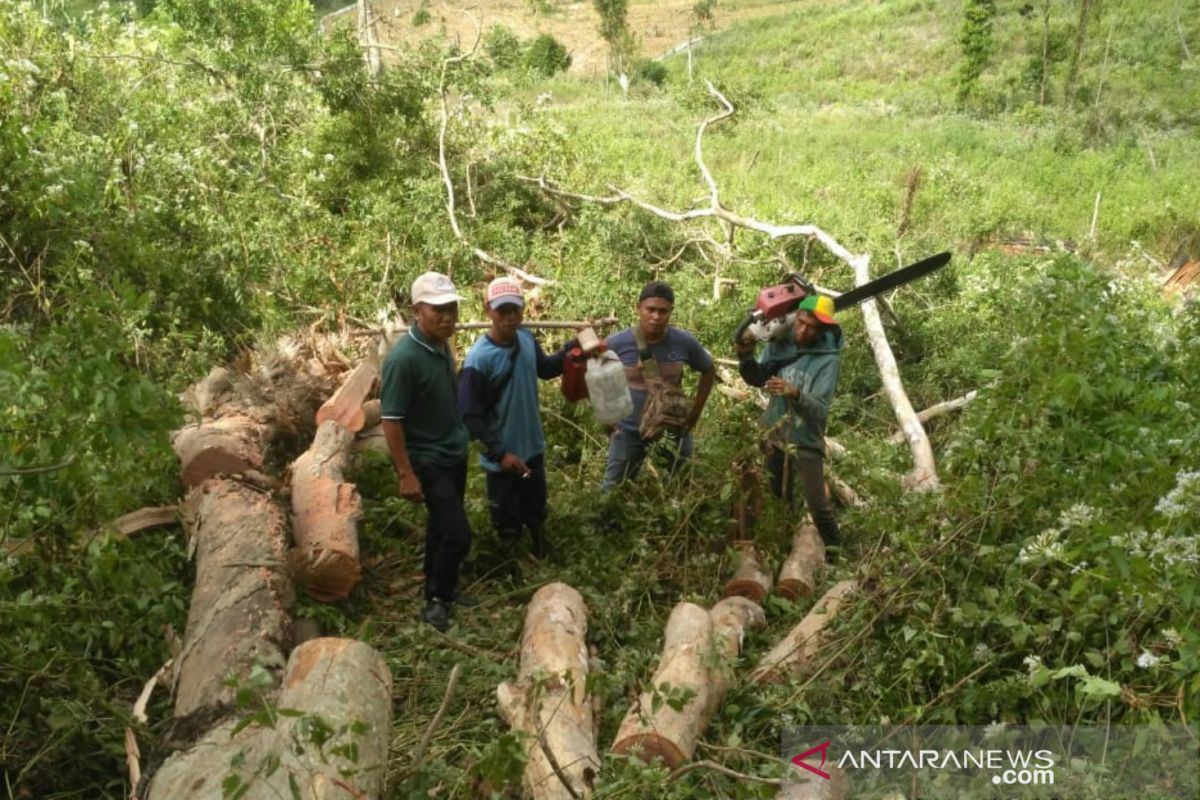 Polhut tangkap pelaku penebangan pohon di Hutan Sumbawa