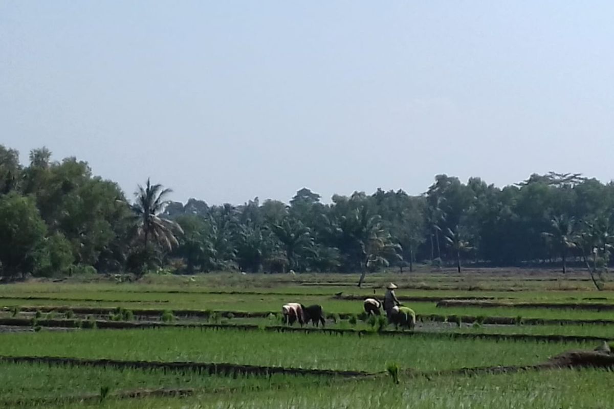 Petani tetap menanam padi walau memasuki musim kemarau