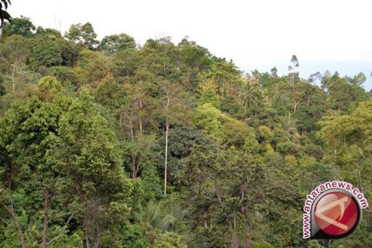 Kementerian LHK menjadikan pengelolaan hutan di DIY sebagai referensi
