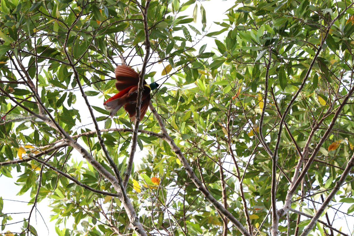 Kampung Warkesi Raja Ampat tempat nonton burung cendrawasih menari