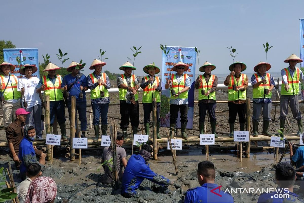 Kerusakan Hutan Mangrove Di Banten Capai 60 Persen Antara News