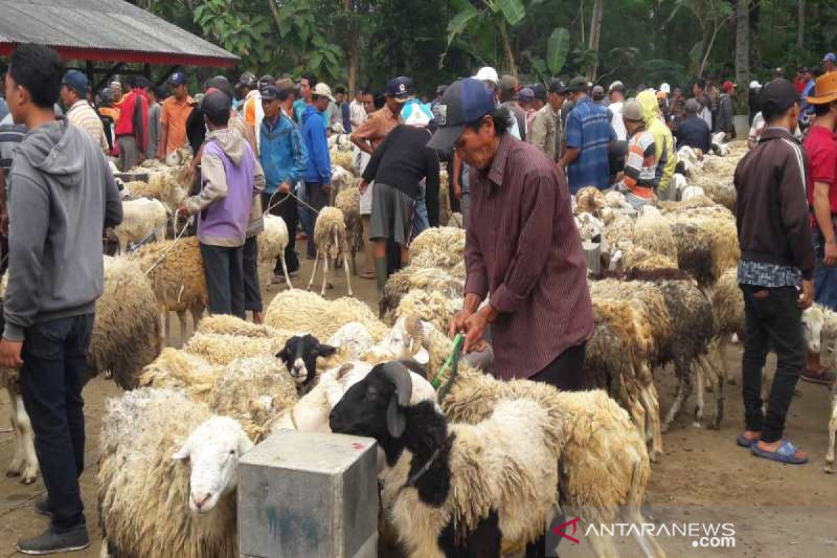 Harga sapi kurban di Temanggung naik hingga Rp2 juta