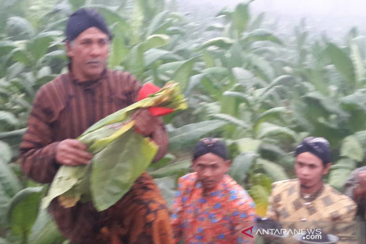 Awali panen, masyarakat lereng Sindoro ritual "wiwit metik sata"