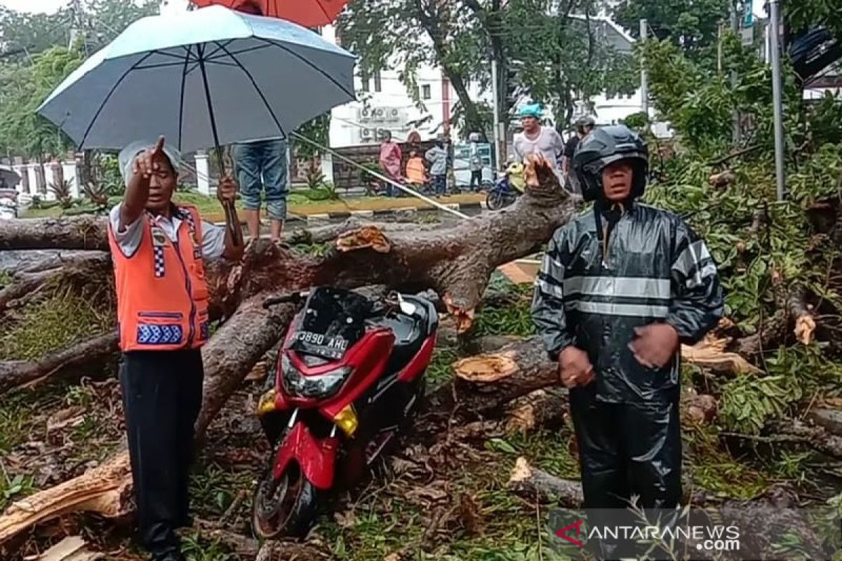 Satu pengendara sepeda motor kritis tertimpa pohon di Medan