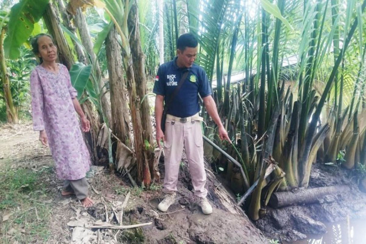 BKSDA Kalteng lakukan observasi di lokasi buaya menyerang warga