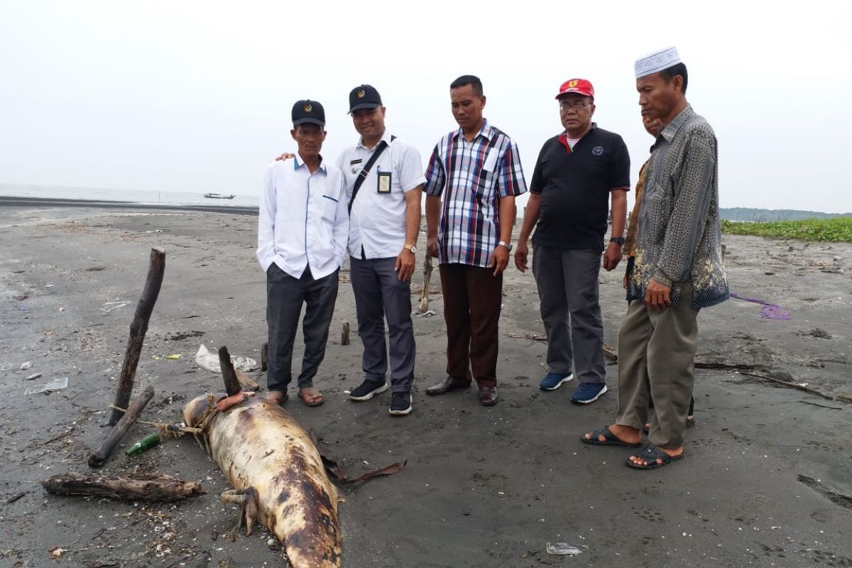 Ikan  lumba lumba mati di KwalaBesar Langkat sering terjadi