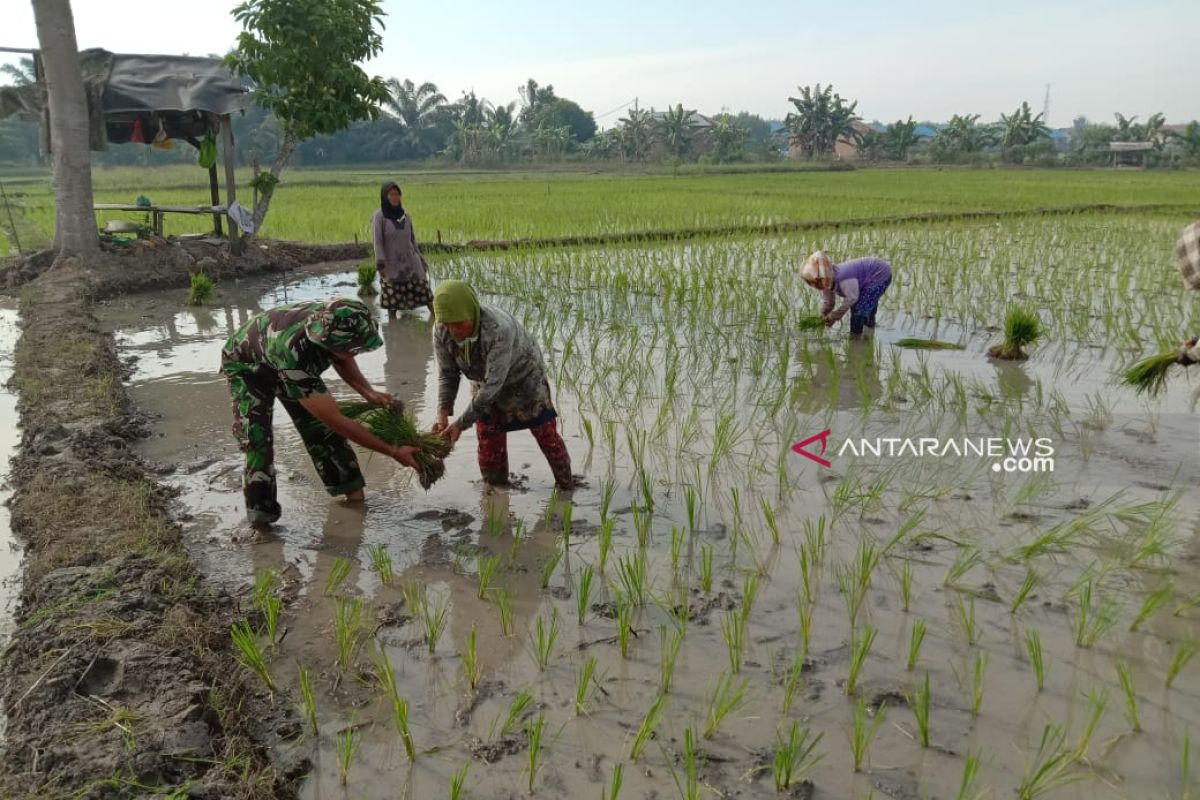 Semangat babinsa Kodim 0204/DS dampingi petani  tanam padi