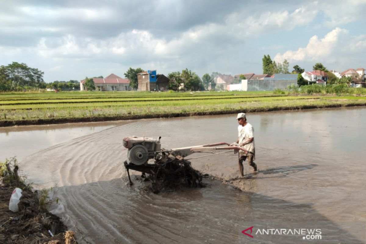 Seluas 50 hektare sawah Sleman terancam kekeringan dan puso