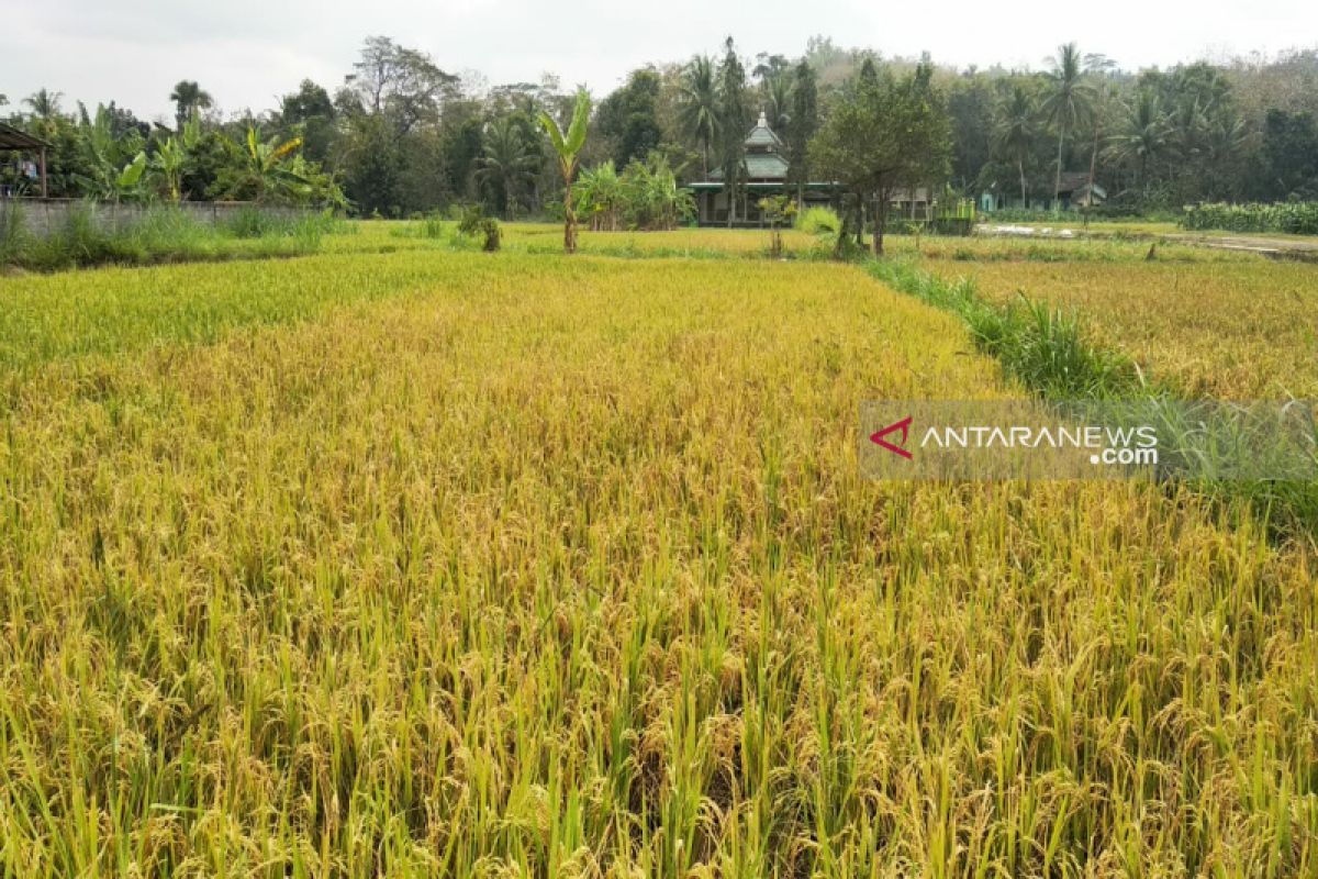 Lahan pertanian padi seluas 562,3 hektare di Kulon Progo kekeringan (VODEO)