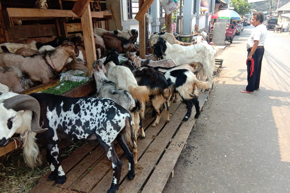 Pedagang kambing kisahkan pemulung beli hewan kurban