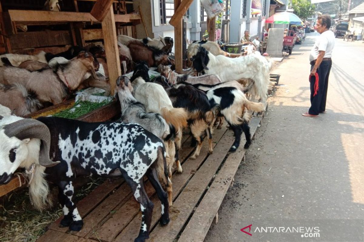 Pedagang kambing berkisah tentang pemulung beli hewan kurban