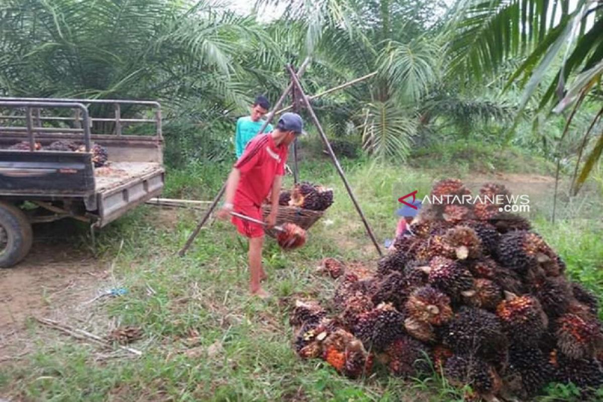 Harga sawit petani Mukomuko naik Rp40/kilogram