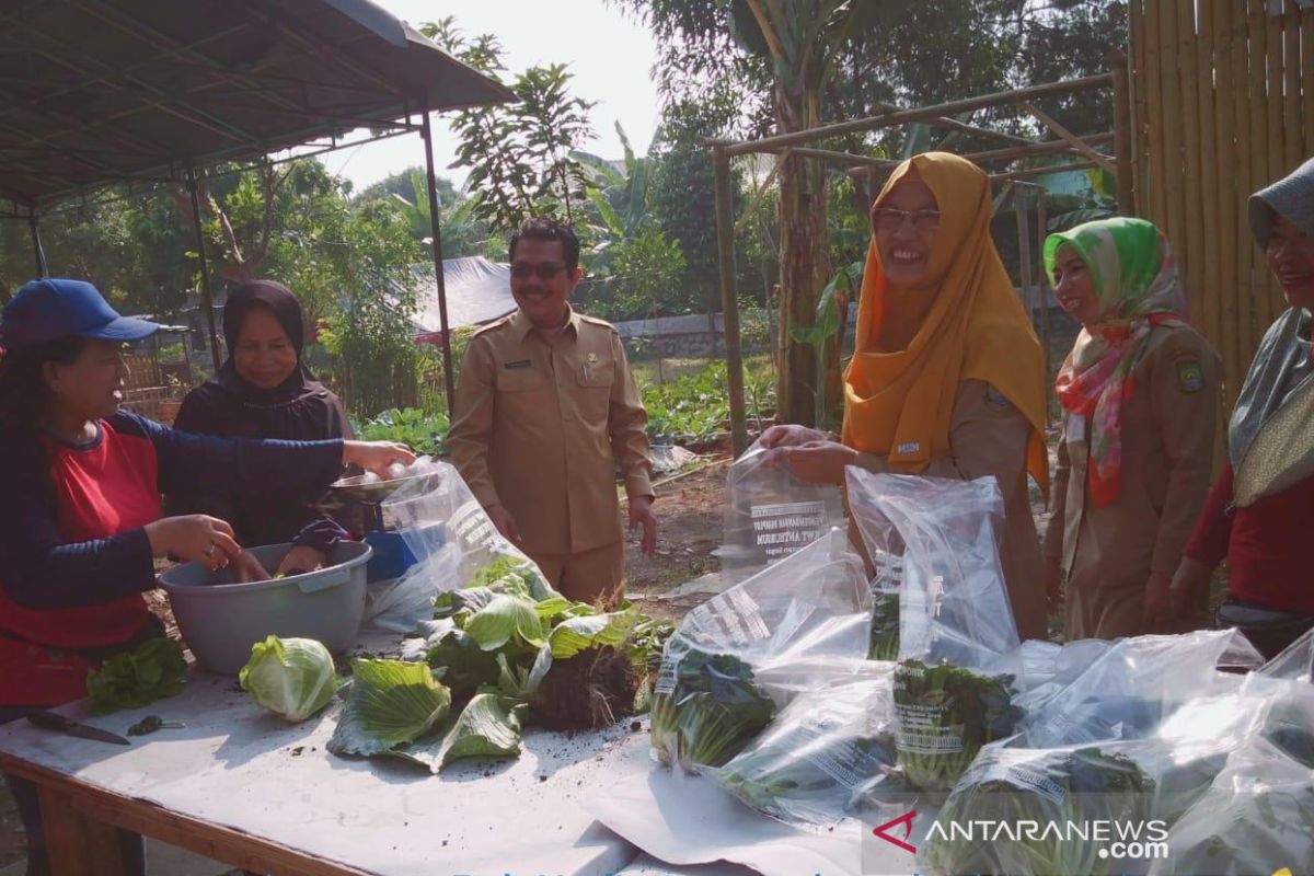 Kelompok tani wanita Tangerang produksi sayuran tanpa pestisida