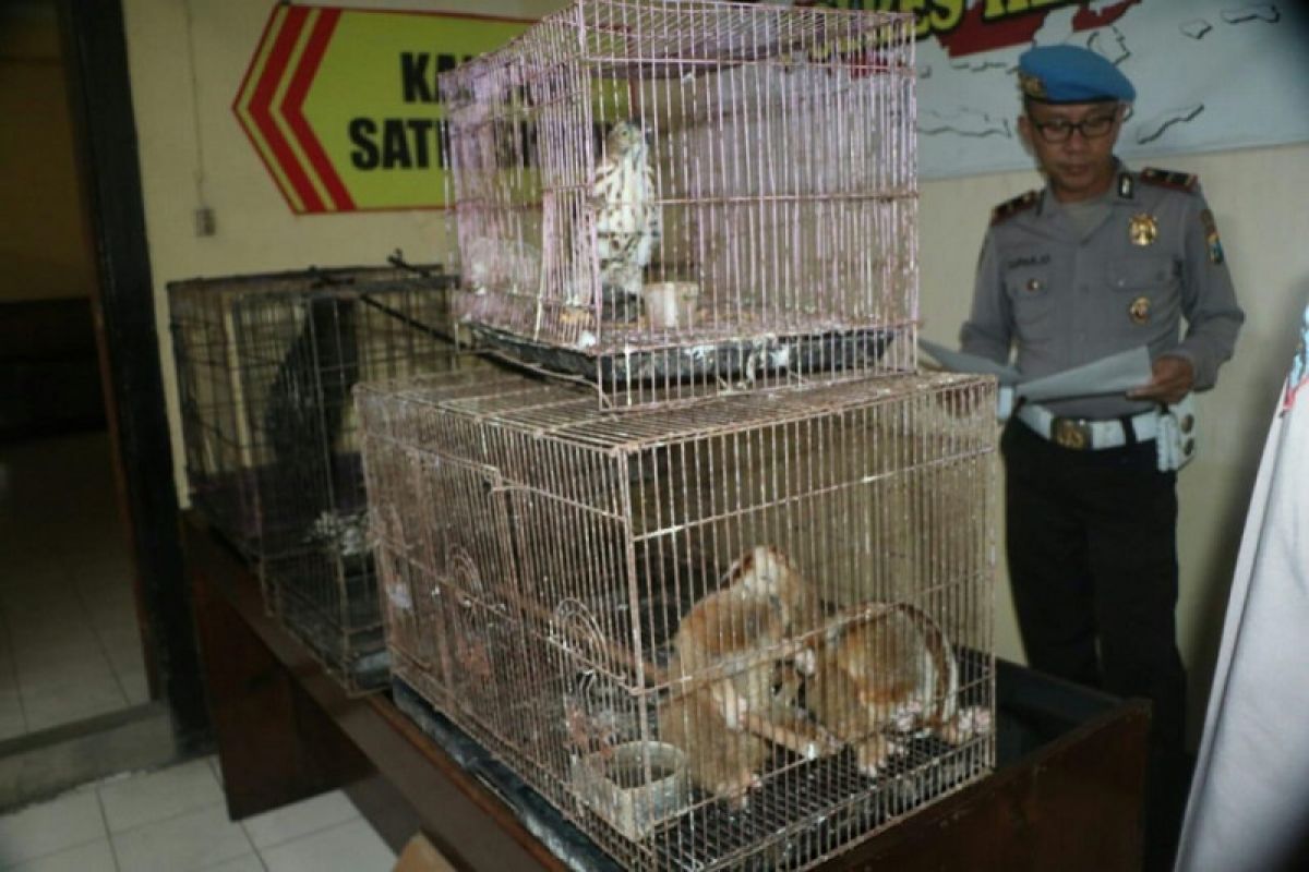 Polisi Kediri amankan warga jual hewan dilindungi