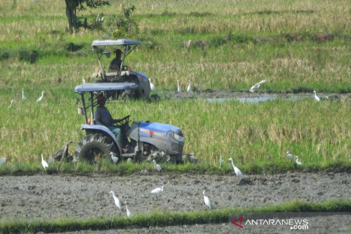 Hujan turun, petani Abdya mulai olah sawah