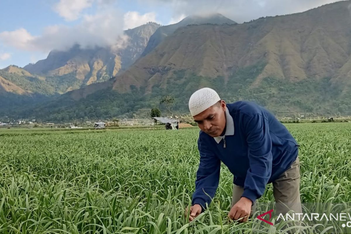 Dijadikan benih, bawang putih Lombok akan dikembangkan tiga provinsi