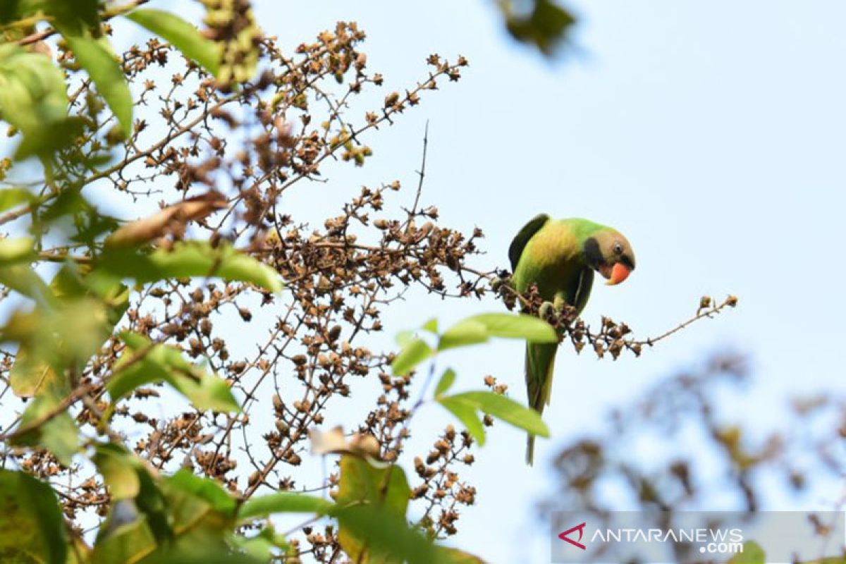 Populasi burung betet biasa terdata di enam RTH Jakarta