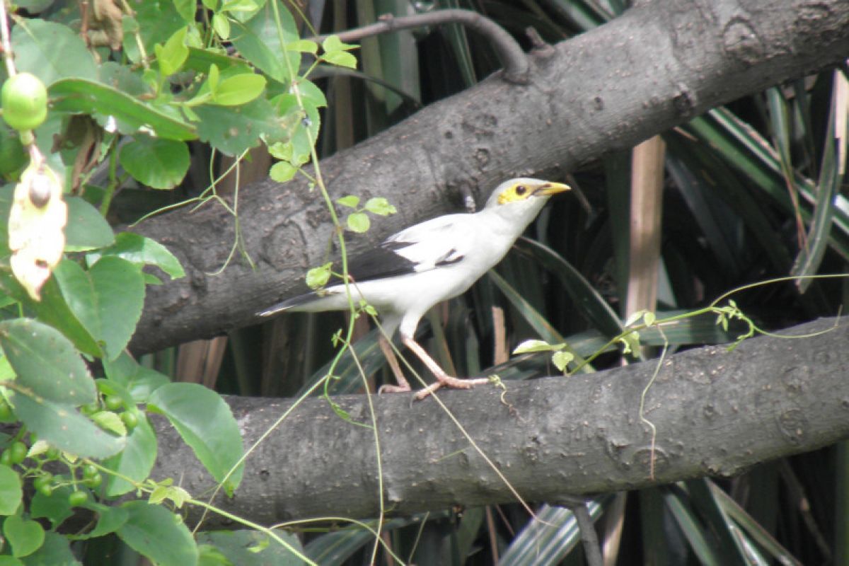 Jakarta is home to at least 129 bird species: JBS