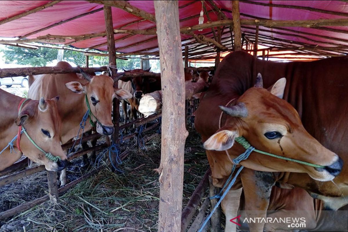 Pedagang hewan kurban mulai bermunculan di Pekanbaru