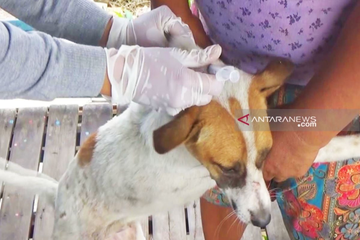 1.000 ekor hewan peliharaan di Kapuas diberi vaksin rabies
