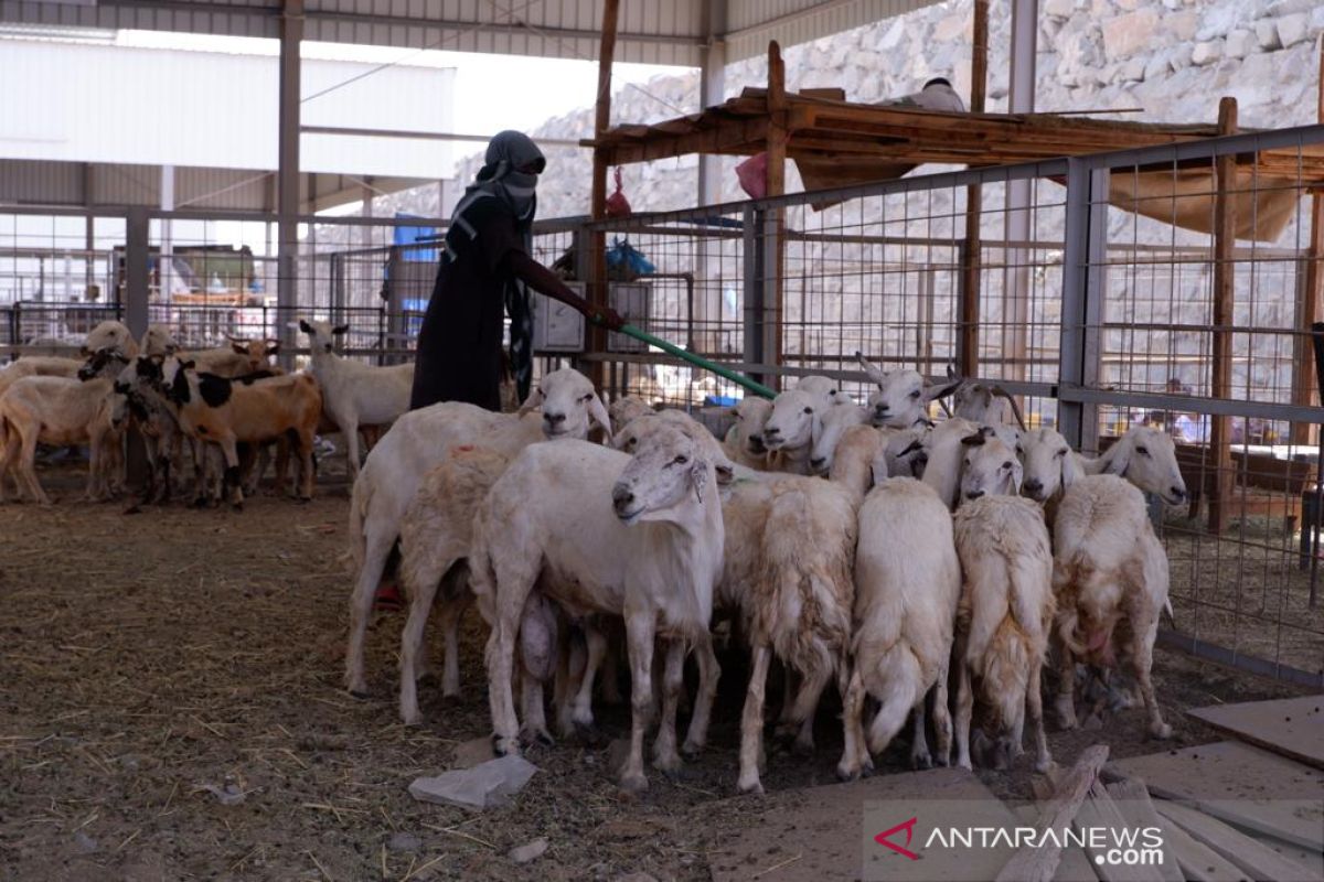 Jemaah haji Indonesia berburu kambing untuk bayar dam