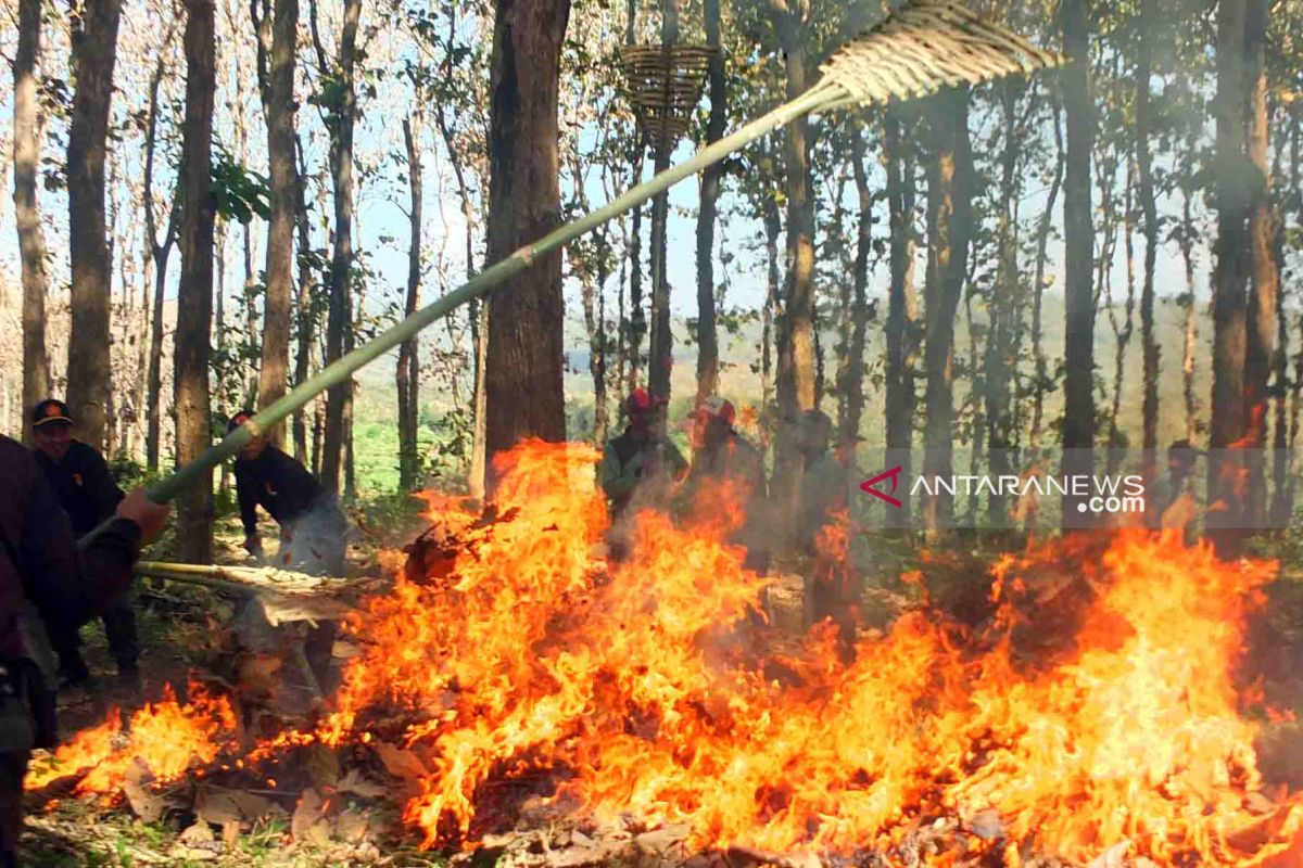 Kawasan hutan jati Perhutani Jember rawan kebakaran