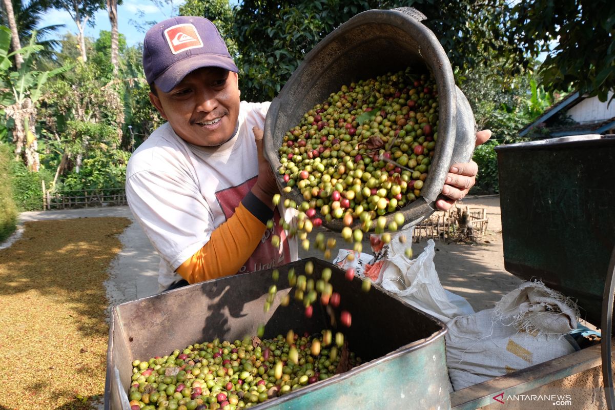 Kesal harga jual anjlok terus, petani daerah ini tebangi tanaman kopi