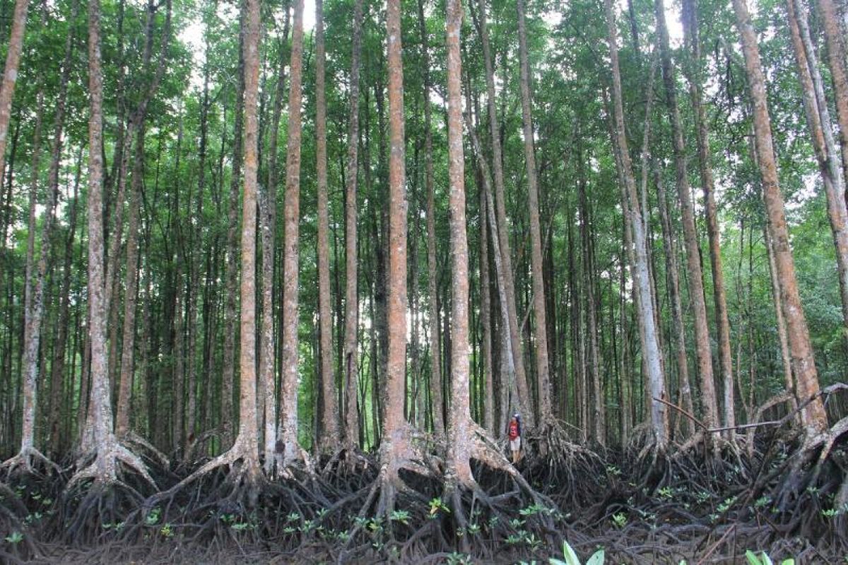 Blue Forests akan peringati hari mangrove sedunia di Asmat