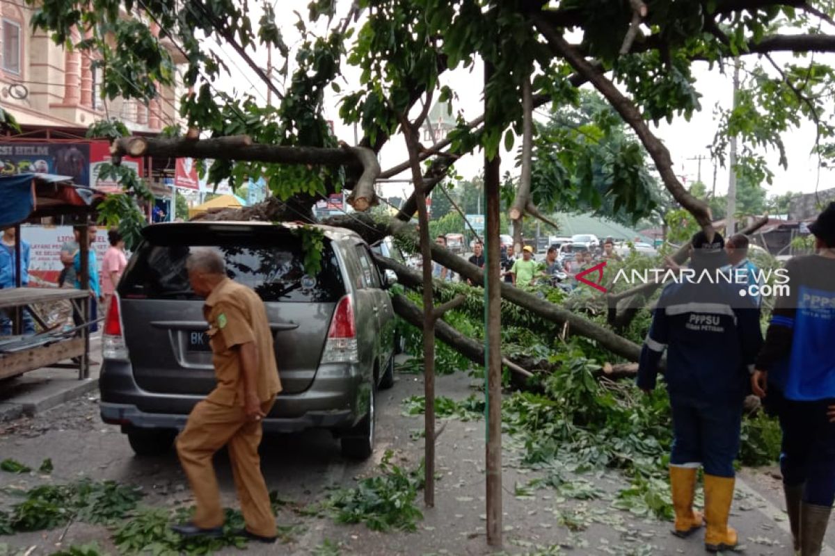 Angin kencang, pohon angsana di Medan timpa tiga mobil