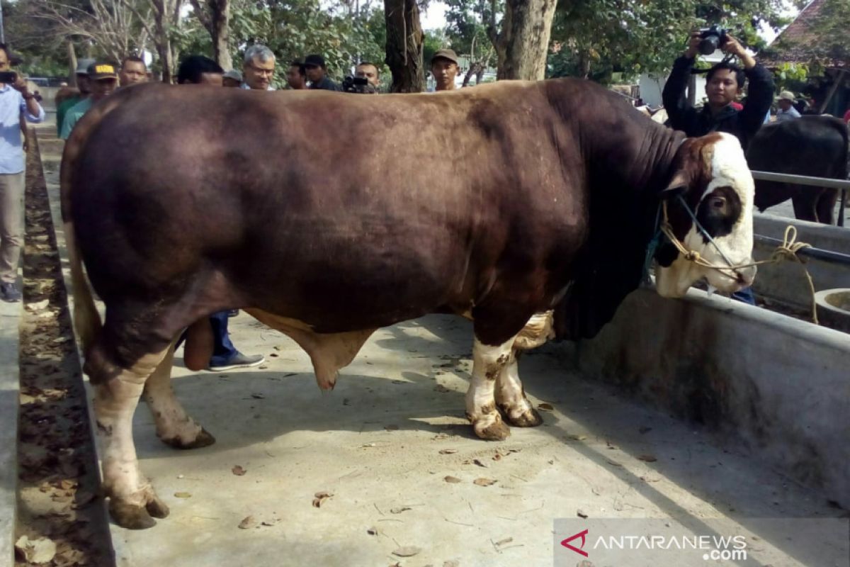 Penjualan hewan kurban mulai meningkat di Pasar Ambarketawang