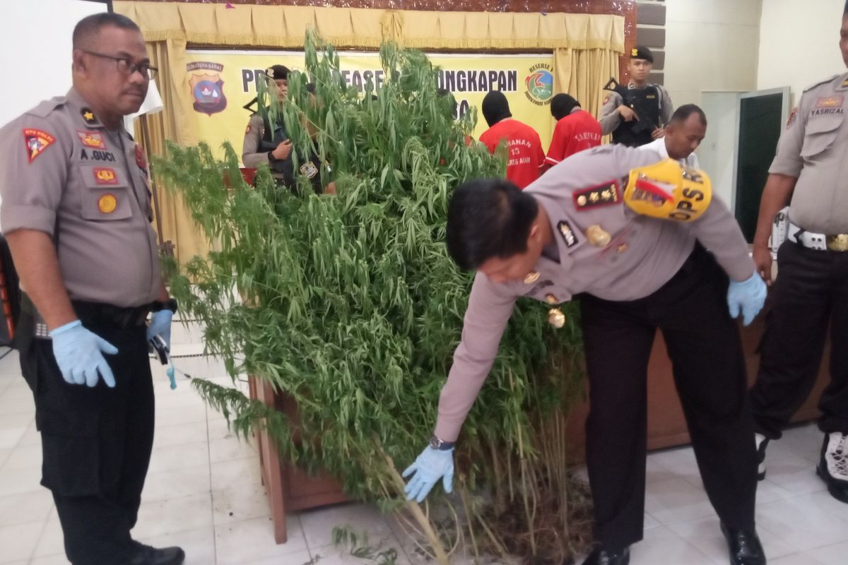 Ketahuan tanam ganja di kebun cabai, petani Agam ini pasrah diborgol polisi (Video)