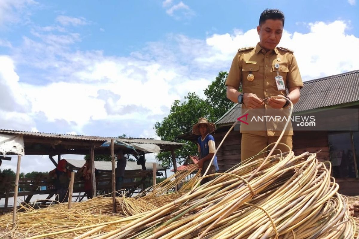 Bupati Kotim berharap ada regulasi akhiri keterpurukan sektor rotan