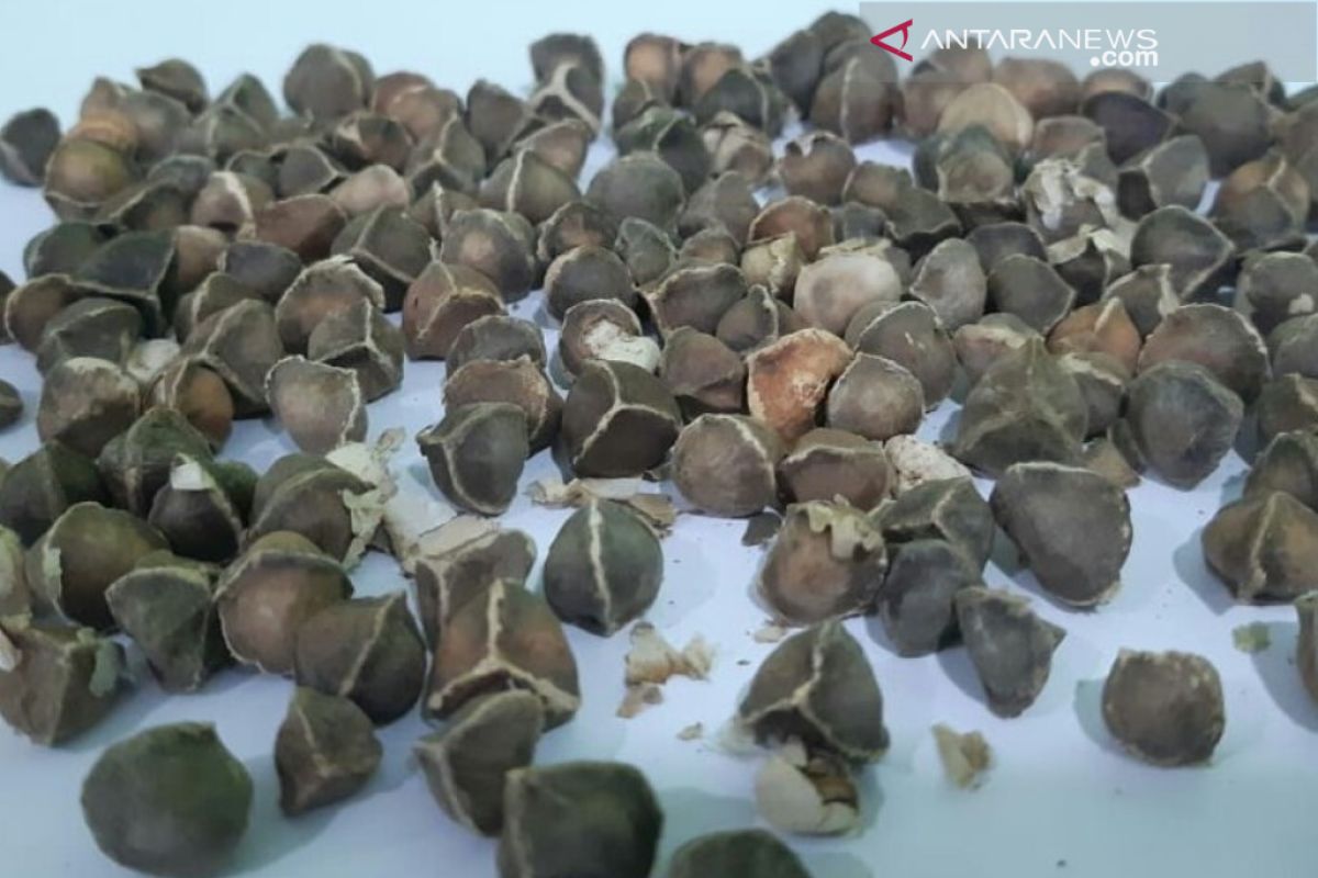 Bahan obat herbal dari Cilegon diekspor  ke Tiongkok