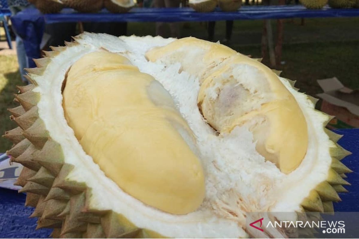 Jangan bilang durian terbaik dan terenak, sebelum ikuti kontes ini