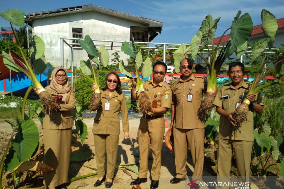 Produksi Keladi Singkawang 20 ton per hektare