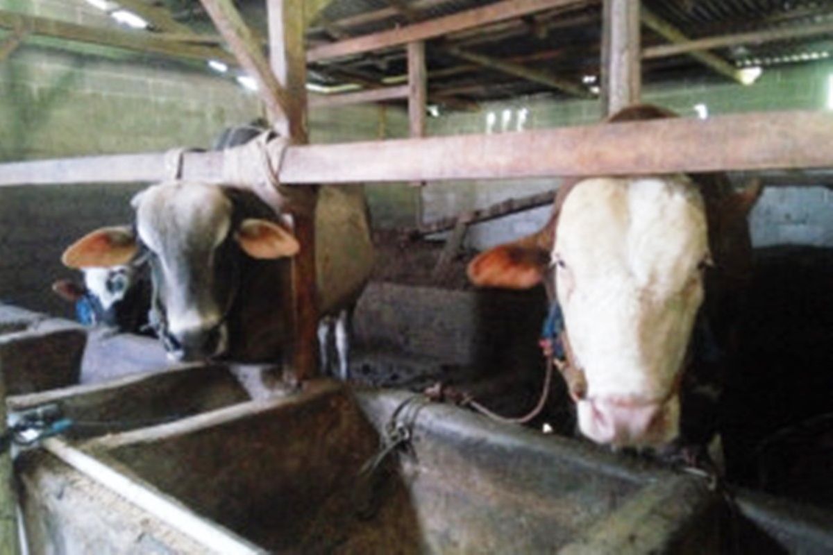 Pemesanan sapi kurban di Lampung Timur masih sepi